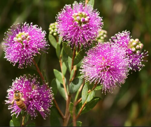 buy Melaleuca nesophila Showy Honey Myrtle perth